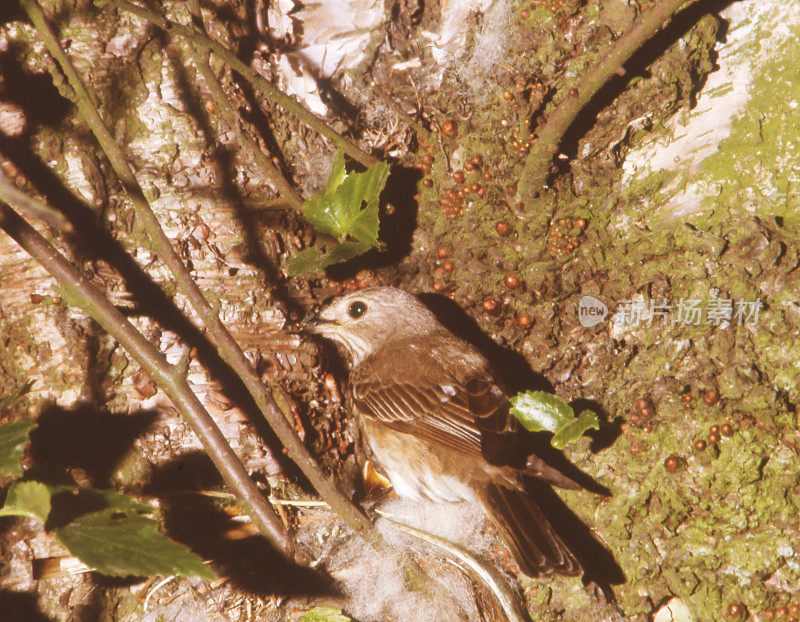 斑点Flycatcher (Muscicapa striata)